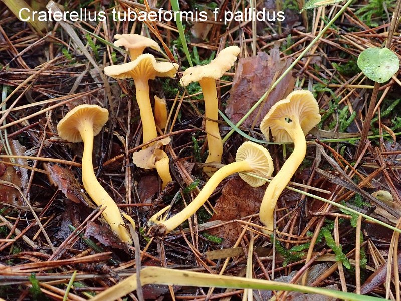 Craterellus tubaeformis f.pallidus-amf385-1.JPG - Craterellus tubaeformis f.pallidus ; Syn: Cantharellus tubaeformis var.lutescens ; Non français: Chanterelle jaunâtre en forme de tuba